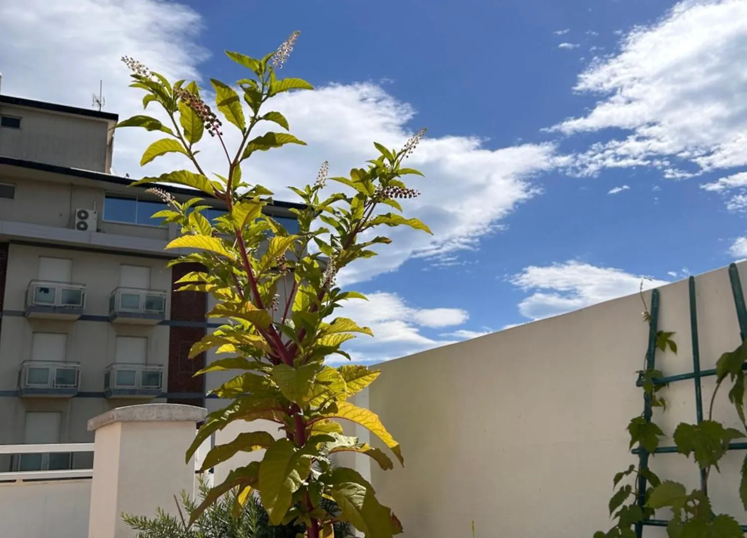 Residence Siesta Rimini