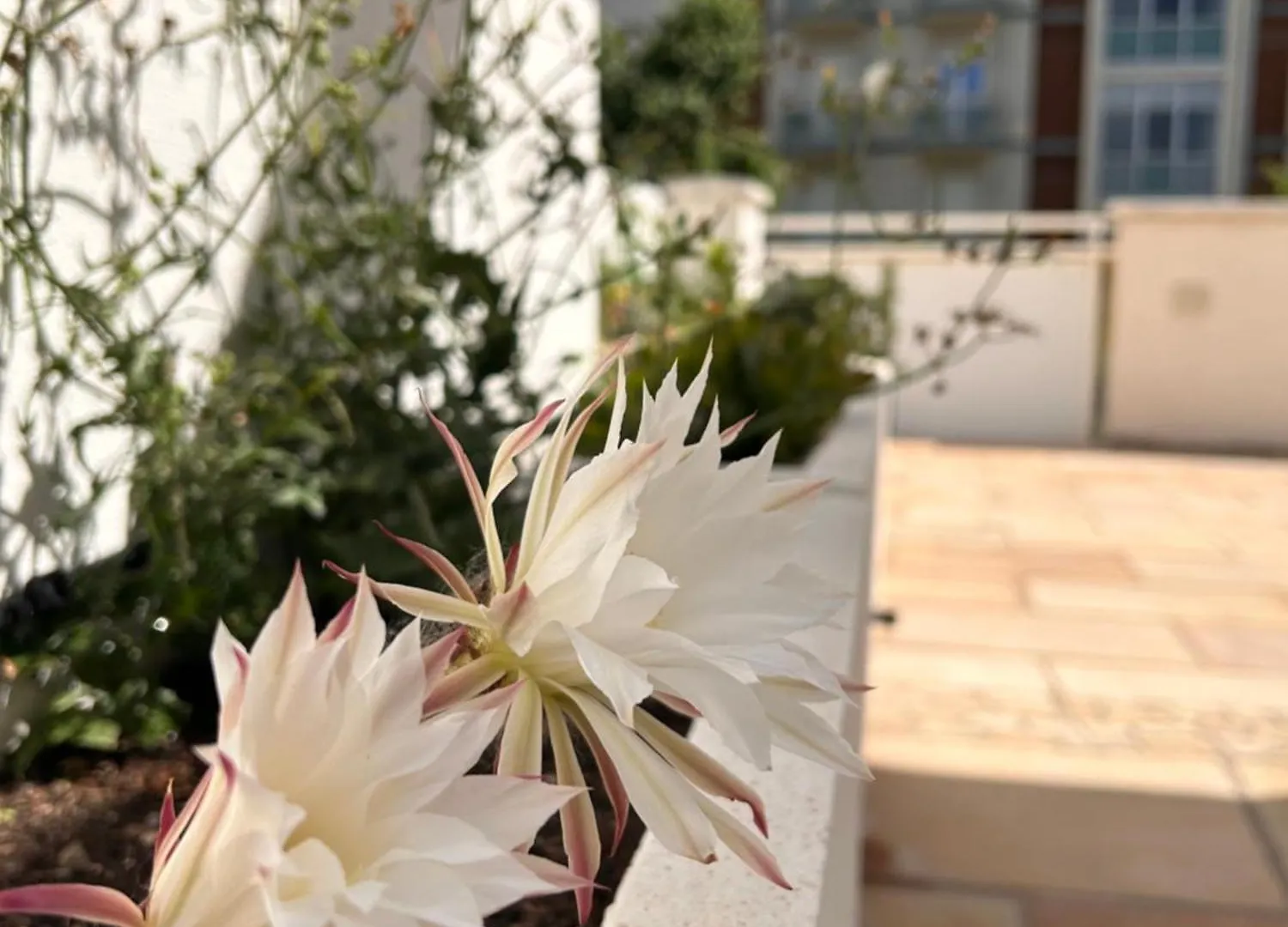 Residence Siesta Rimini Italy
